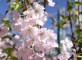Sakura růžová 'Accolade' - Prunus 'Accolade'