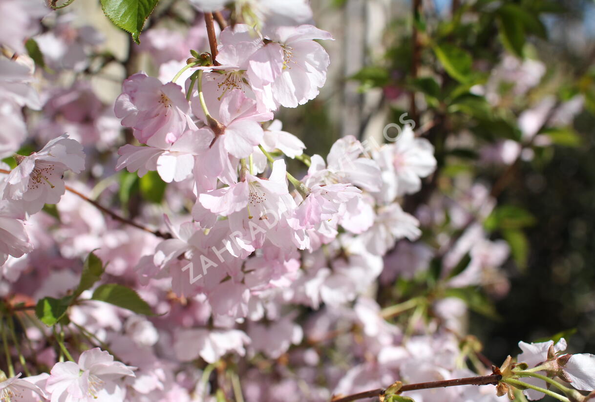 Sakura růžová 'Accolade' - Prunus 'Accolade'