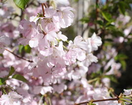 Sakura růžová 'Accolade'