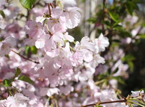 Sakura růžová 'Accolade' - Prunus 'Accolade'