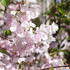 Prunus 'Accolade'_1.JPG