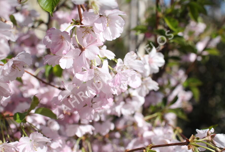 Sakura růžová 'Accolade' - Prunus 'Accolade'