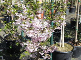 Sakura růžová 'Accolade' - Prunus 'Accolade'