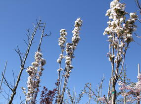 Višeň pilovitá, sakura 'Amanogawa' - Prunus serrulata 'Amanogawa'