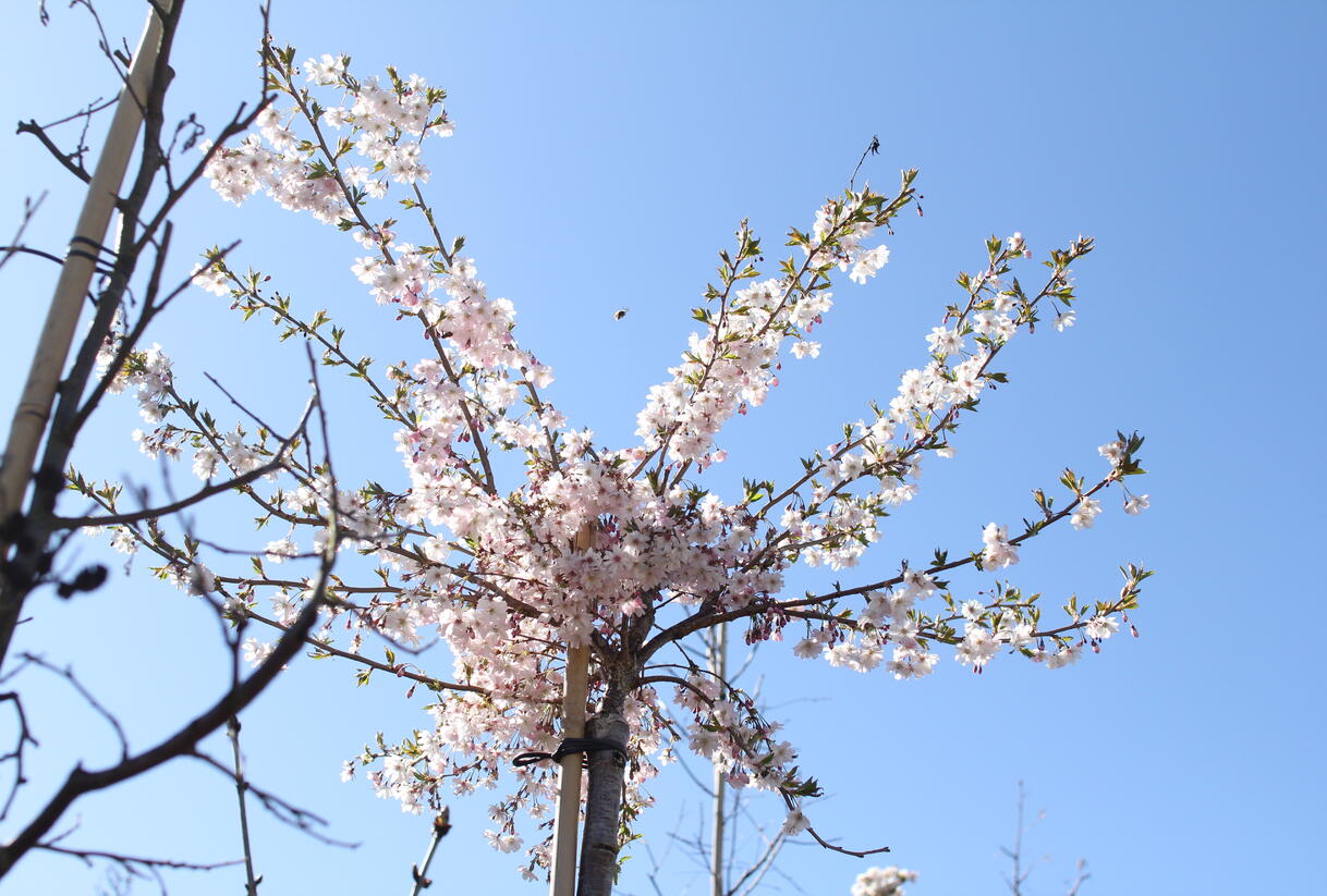 Višeň chloupkatá 'Autumnalis Rosea' - Prunus subhirtella 'Autumnalis Rosea'