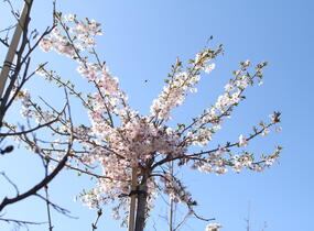 Višeň chloupkatá 'Autumnalis Rosea' - Prunus subhirtella 'Autumnalis Rosea'