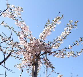 Višeň chloupkatá 'Autumnalis Rosea'