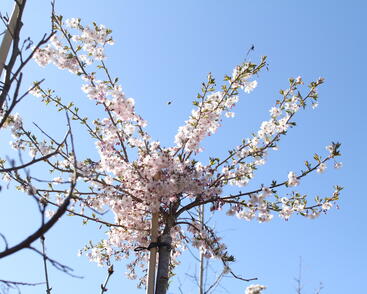 Višeň chloupkatá 'Autumnalis Rosea'