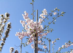 Sakura růžová 'Accolade' - Prunus 'Accolade'