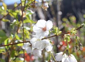 Višeň pilovitá, sakura 'Shirotae' - Prunus serrulata 'Shirotae'