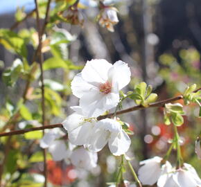 Višeň pilovitá, sakura 'Shirotae'