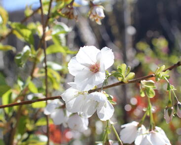 Višeň pilovitá, sakura 'Shirotae'