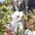 Prunus serrulata 'Shirotae'_1.JPG