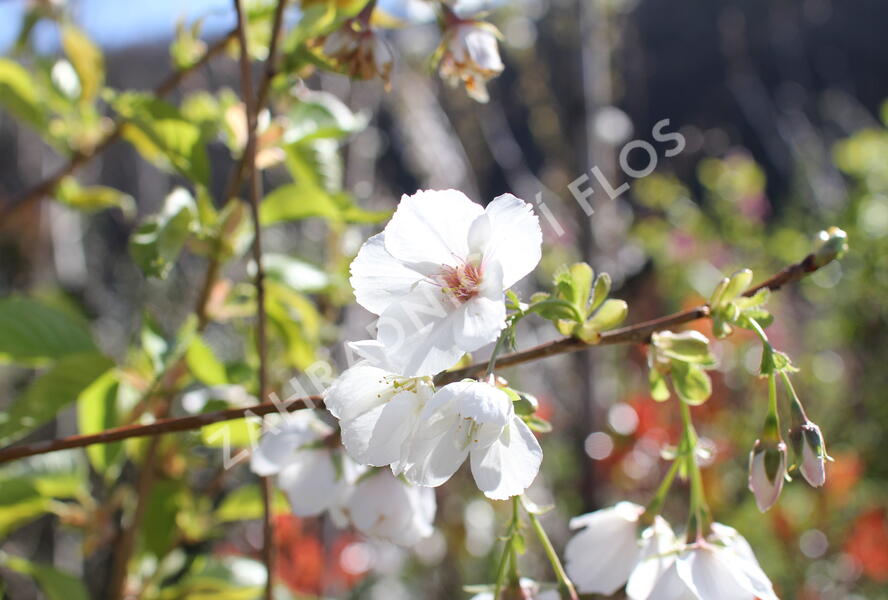 Višeň pilovitá, sakura 'Shirotae' - Prunus serrulata 'Shirotae'