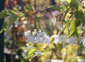 Višeň pilovitá, sakura 'Shirotae' - Prunus serrulata 'Shirotae'