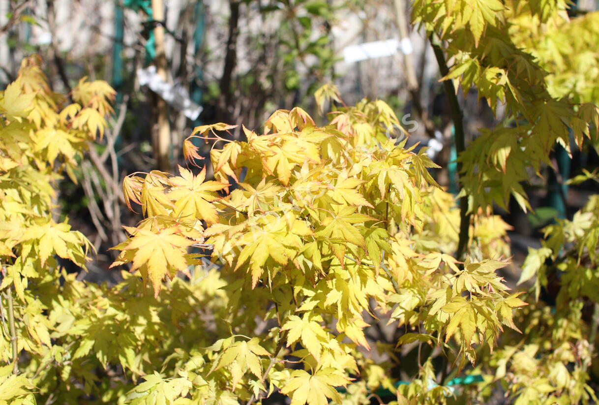 Javor dlanitolistý 'Orange Dream' - Acer palmatum 'Orange Dream'