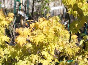 Javor dlanitolistý 'Orange Dream' - Acer palmatum 'Orange Dream'
