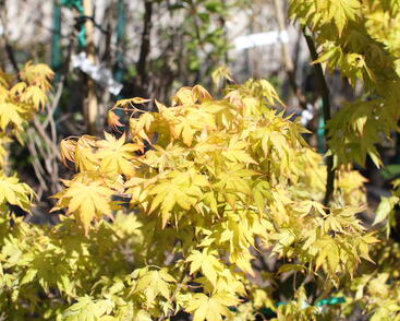 Javor dlanitolistý 'Orange Dream'