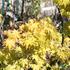 Acer palmatum 'Orange Dream'_1.JPG