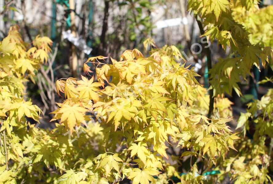 Javor dlanitolistý 'Orange Dream' - Acer palmatum 'Orange Dream'