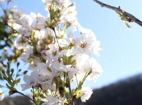 Višeň pilovitá, sakura 'Amanogawa' - Prunus serrulata 'Amanogawa'