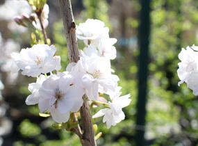Višeň pilovitá, sakura 'Amanogawa' - Prunus serrulata 'Amanogawa'