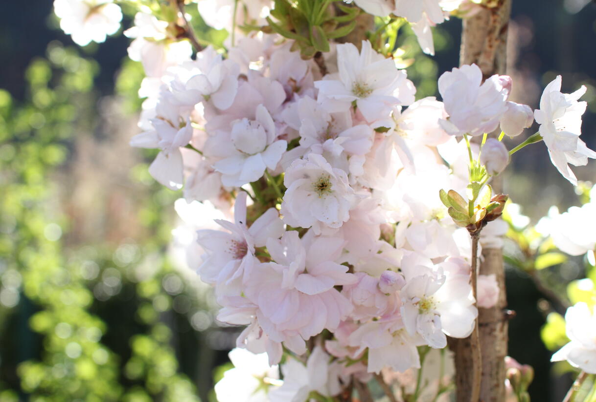 Višeň pilovitá, sakura 'Amanogawa' - Prunus serrulata 'Amanogawa'