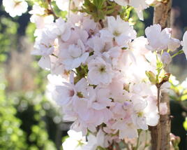 Višeň pilovitá, sakura 'Amanogawa'