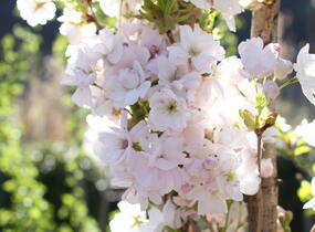 Višeň pilovitá, sakura 'Amanogawa' - Prunus serrulata 'Amanogawa'