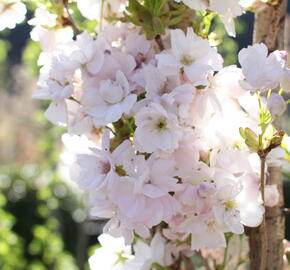 Višeň pilovitá, sakura 'Amanogawa'
