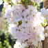 Prunus serrulata 'Amanogawa'_2.JPG