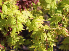 Javor shirasawanský 'Jordan' - Acer shirasawanum 'Jordan'