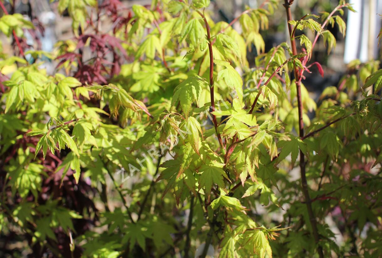 Javor shirasawanský 'Jordan' - Acer shirasawanum 'Jordan'