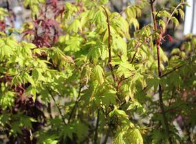 Javor shirasawanský 'Jordan' - Acer shirasawanum 'Jordan'