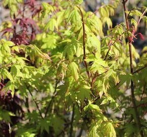 Javor shirasawanský 'Jordan'