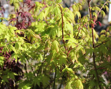 Javor shirasawanský 'Jordan'