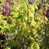 Acer shirasawanum 'Jordan'.JPG