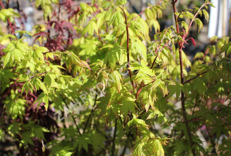 Javor shirasawanský 'Jordan' - Acer shirasawanum 'Jordan'
