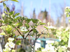 Hloh středomořský - Crataegus azarolus