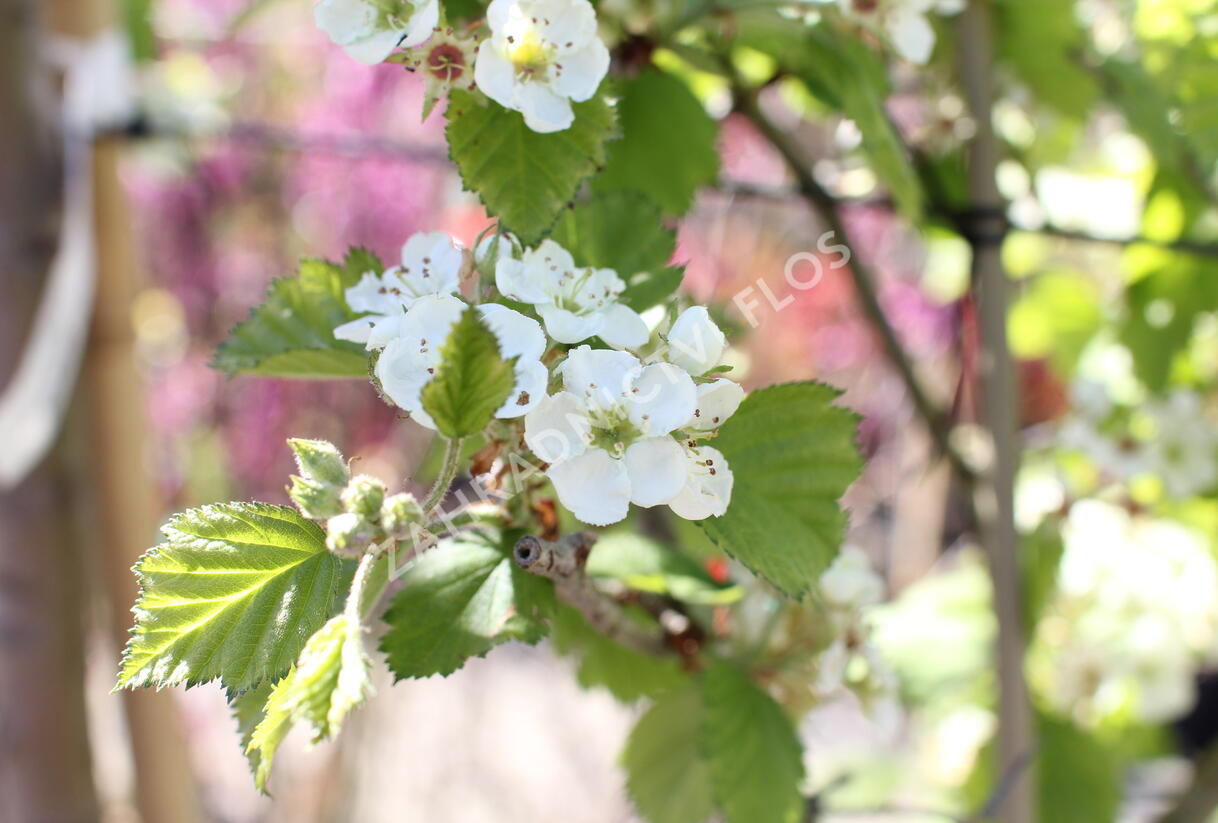 Hloh středomořský - Crataegus azarolus