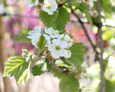 Hloh středomořský