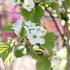Crataegus azarolus.JPG