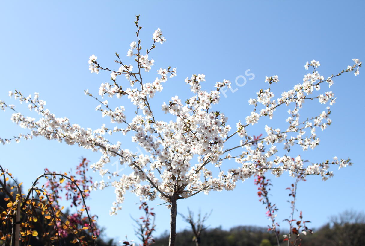 Višeň jedoská 'Moerheimii' - Prunus yedoensis 'Moerheimii'