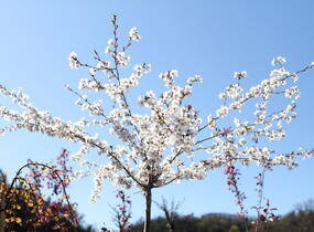 Višeň jedoská 'Moerheimii' - Prunus yedoensis 'Moerheimii'