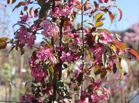 Jabloň okrasná 'Coccinella' - Malus 'Coccinella'