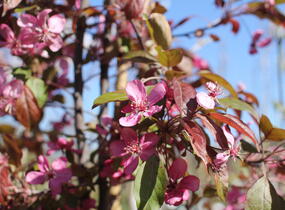 Jabloň okrasná 'Coccinella' - Malus 'Coccinella'