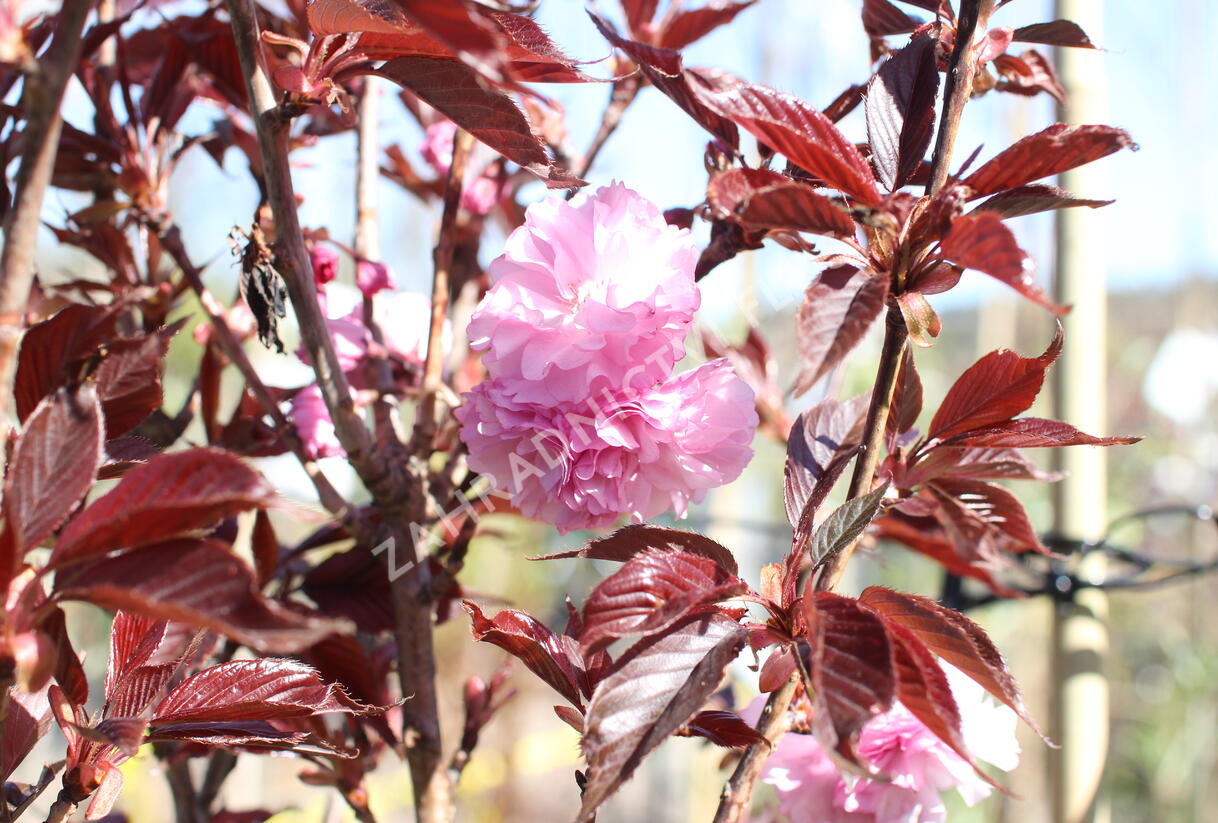 Višeň pilovitá, sakura 'Royal Burgundy' - Prunus serrulata 'Royal Burgundy'