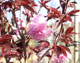 Višeň pilovitá, sakura 'Royal Burgundy'