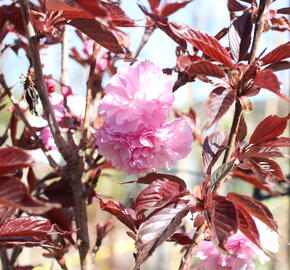 Višeň pilovitá, sakura 'Royal Burgundy'
