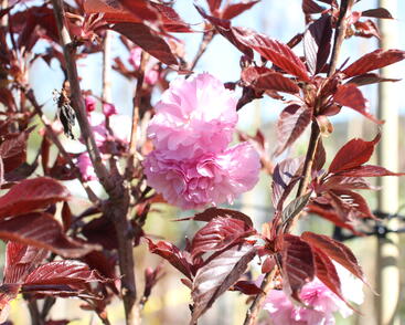 Višeň pilovitá, sakura 'Royal Burgundy'
